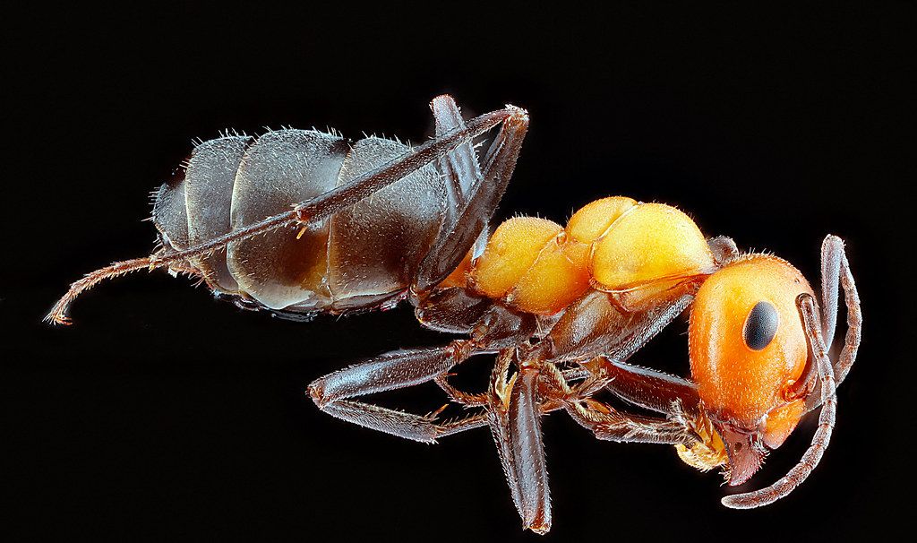 Ant Control service in Blue Springs, MO