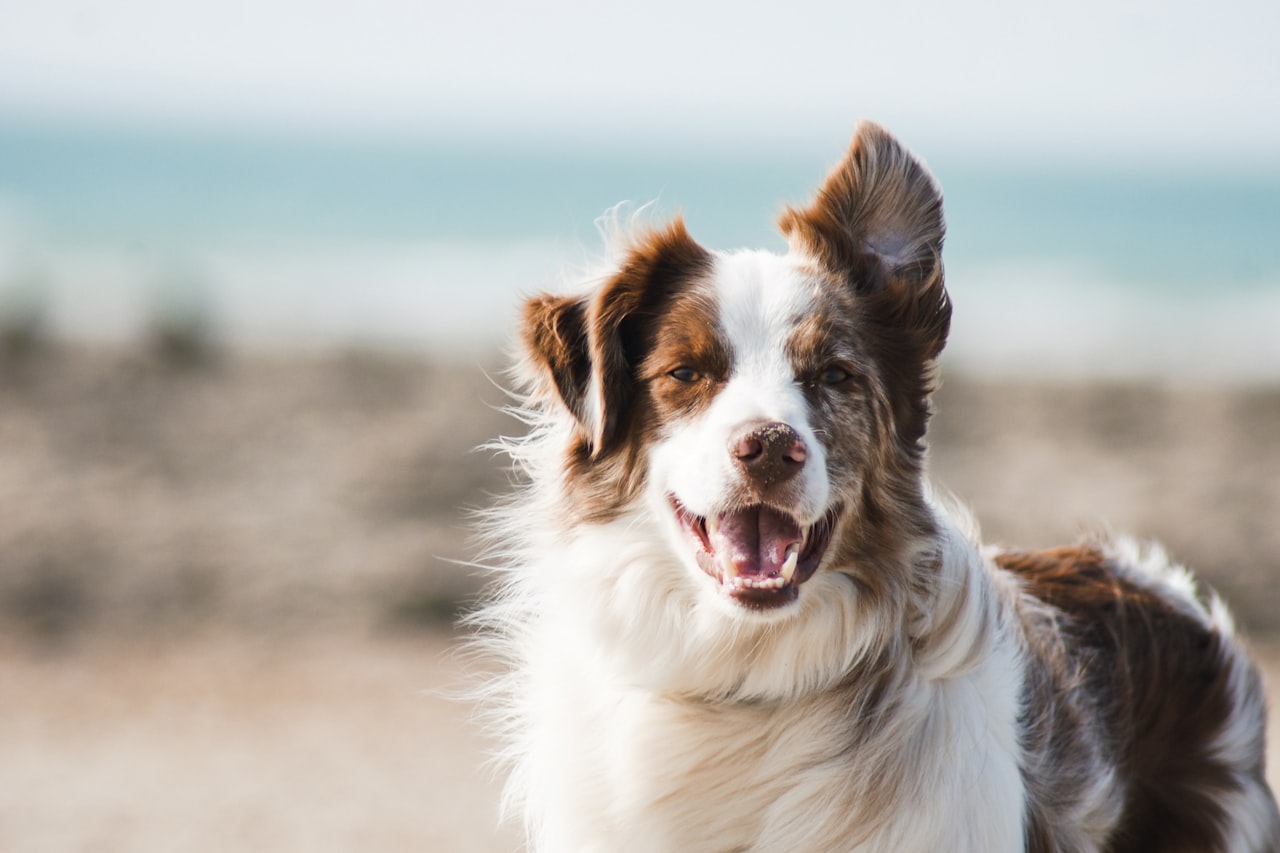Flea & Tick Control service in Blue Springs, MO