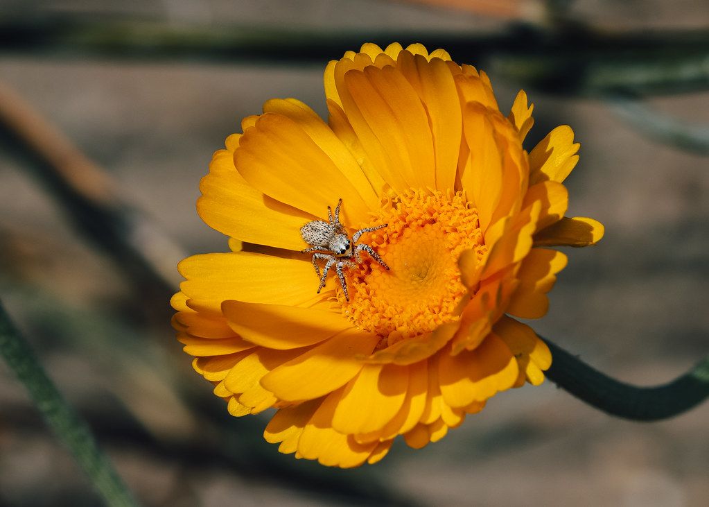 Spider Control service in Blue Springs, MO